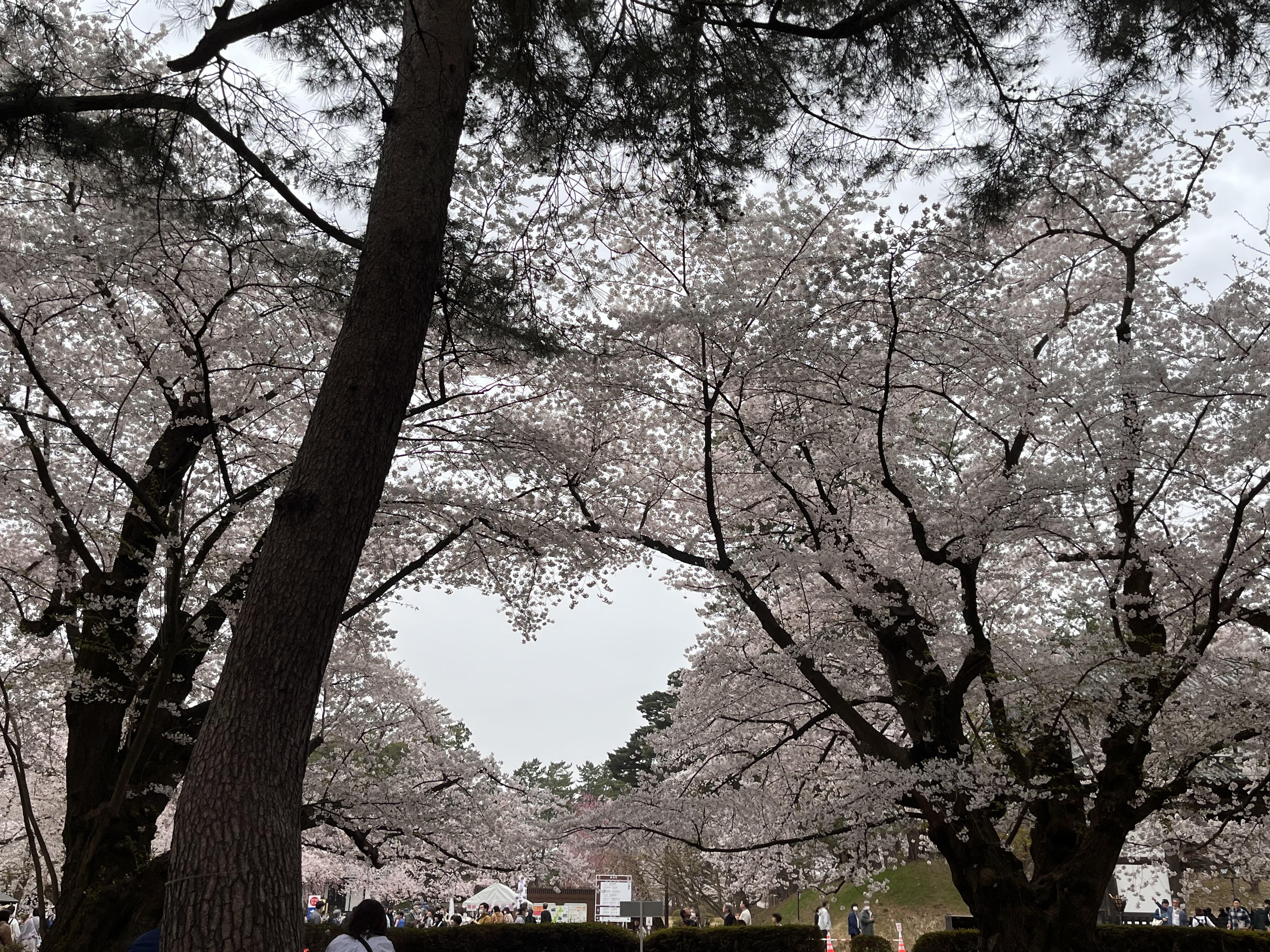 image_50770177.JPG