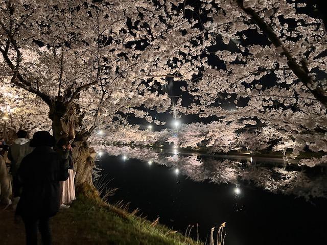 夜桜②２０２４.jpeg