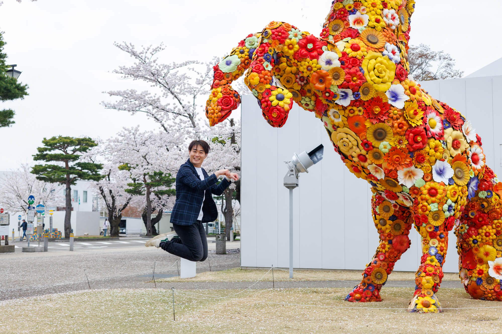 240430官庁街通り桜と馬①.jpg