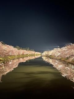 250430弘前公園の夜桜.jpg