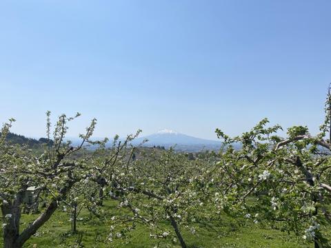 岩木山と花.JPG