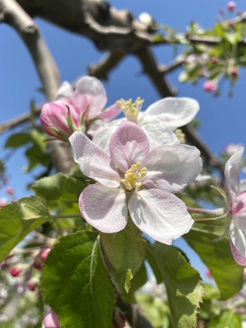 林檎の花.JPG