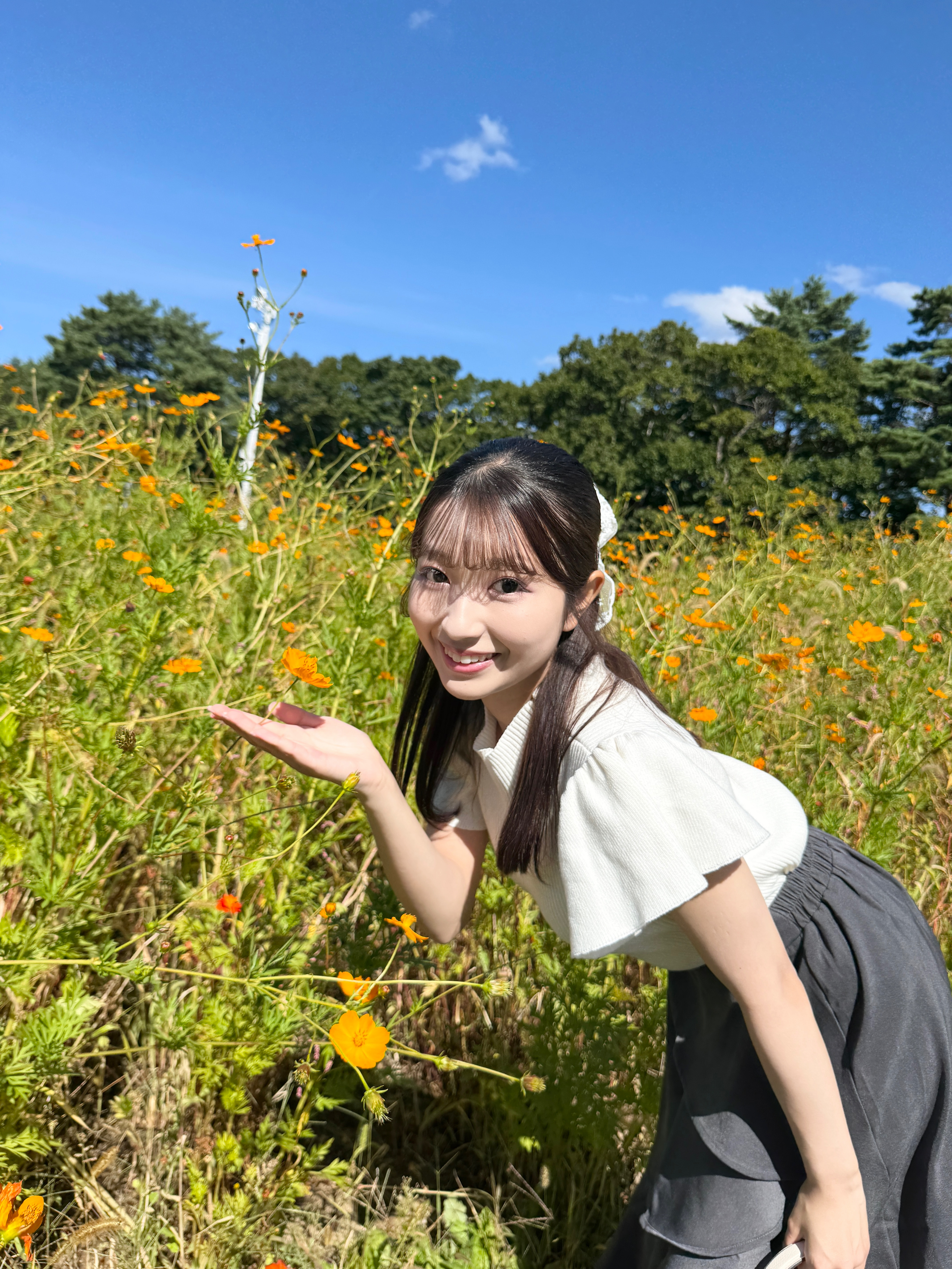 コスモス