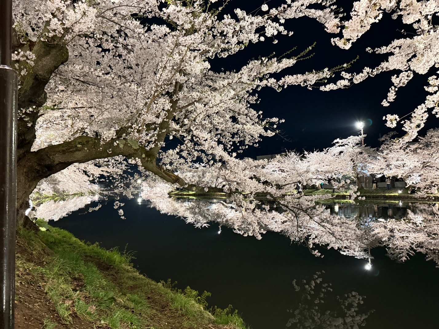 202604弘前公園西堀夜桜