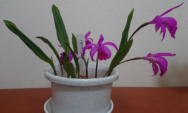 大輪朱鷺草１ (002).jpg