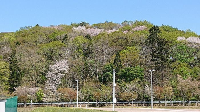 山桜１.jpg