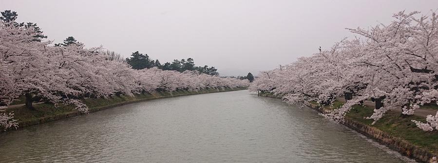 弘前さくら１ (002).jpg