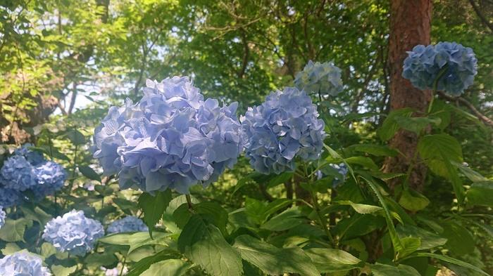 アジサイまつり３ (002).jpg