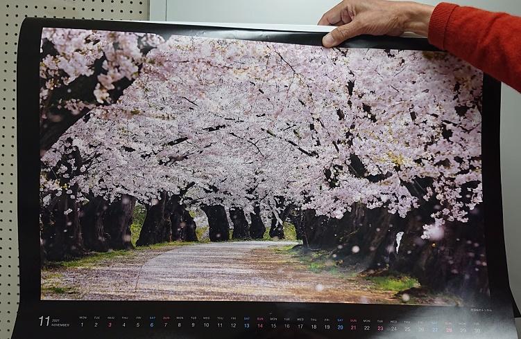 桜１.jpg