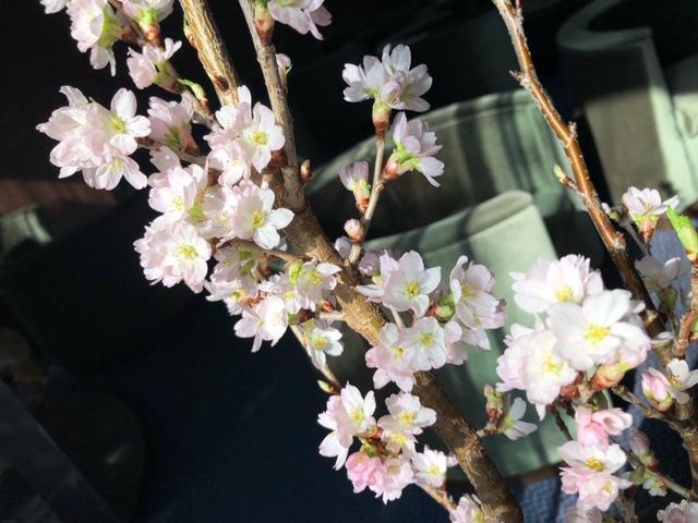 啓翁桜２.jpeg