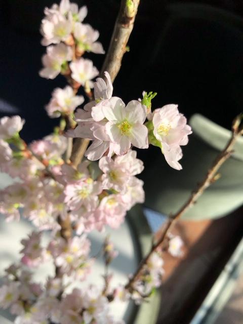 啓翁桜１.jpeg
