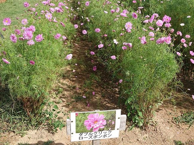 コスモス①.jpg