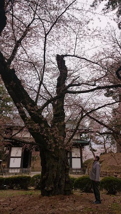 桜３.jpg