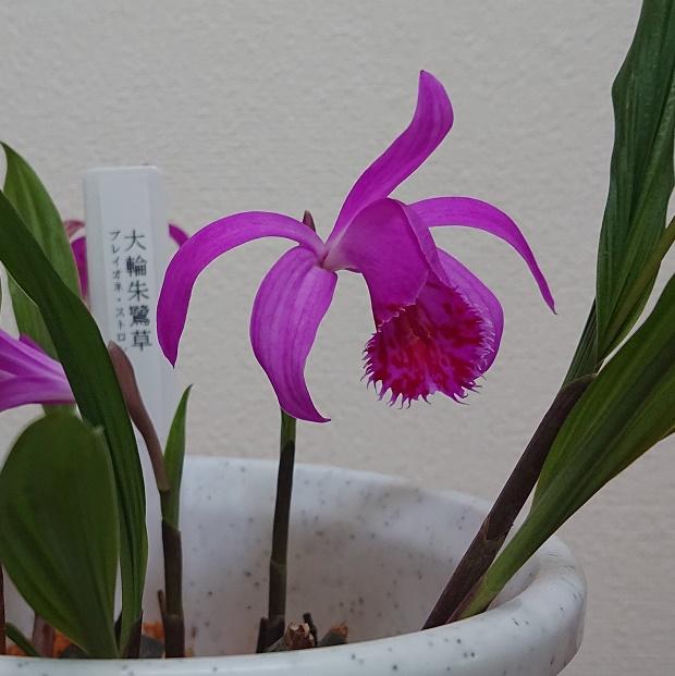 大輪朱鷺草２ (002).jpg