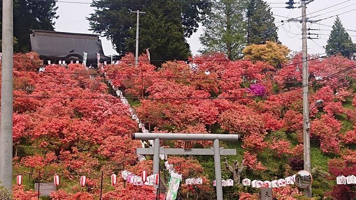 天王神社つつじ１ (002).jpg